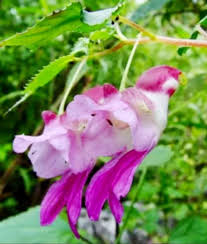Impatiens Psittacina Flower seeds for Planting Hardy Variety Heirloom & GMO Free Seeds for Home Garden