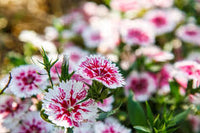 Red White Carnation Flower seeds for Planting Garden Favorite Heirloom & GMO Free Seeds for Home Garden