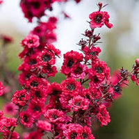 Pink Manuka Honey Teatree Leptospermum Scoparium Flower seeds for Planting - Colorful Display, Heirloom & GMO Free Seeds for Home Garden