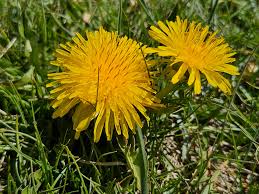 Yellow Dandelion Flower seeds for Planting - Perfect for Borders, Heirloom & GMO Free Seeds for Home Garden