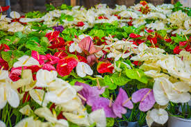 Mixed Colour Anthurium for Planting Sun Loving Heirloom & GMO Free Seeds for Home Garden
 
 Sale