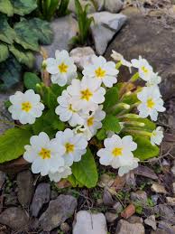 White Primrose Flower seeds for Planting - Vibrant Colors, Heirloom & GMO Free Seeds for Home Garden