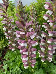 Acanthus Mollis Flower seeds for Planting Pollinator Friendly Heirloom & GMO Free Seeds for Home Garden
