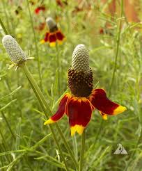 Heirloom Mexican Flower seeds for Planting Cut Flower Favorite Heirloom & GMO Free Seeds for Home Garden