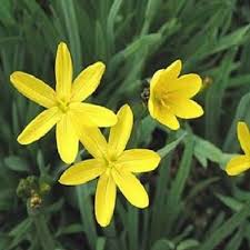 Balsamine Yellow Flower seeds for Planting - Perfect for Borders, Heirloom & GMO Free Seeds for Home Garden