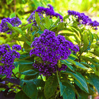 Heliotrope Marine Flower seeds for Planting Perfect for Borders Heirloom & GMO Free Seeds for Home Garden
