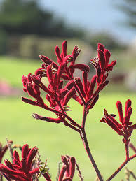 Kangaroo Paw Flower seeds for Planting - Long Bloom Season, Heirloom & GMO Free Seeds for Home Garden