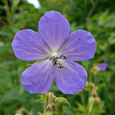 Geranium Pratense Flower seeds for Planting Compact Growth Heirloom & GMO Free Seeds for Home Garden