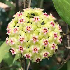 Green Carnosa Flower Seeds for Planting Low Maintenance Heirloom & GMO Free Seeds for Home Garden
 
 Sale
