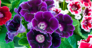 Gloxinia Red and Purple Flower seeds for Planting - Bright Blooms, Heirloom & GMO Free Seeds for Home Garden
