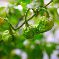 Carolina Reaper Chili Seeds for Planting