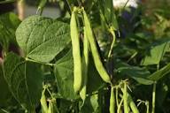 Brown Tepary Bean Planting Seeds for Vegetables