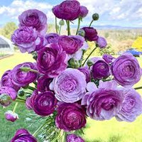 Violet Ranunculus Flower seeds for Planting Drought Tolerant Heirloom & GMO Free Seeds for Home Garden