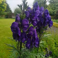 Blue Monkshood Flower seeds for Planting - Colorful Display, Heirloom & GMO Free Seeds for Home Garden
 
 Sale
