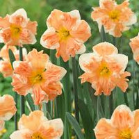 Rainbow Narcissus Flower Seeds – Shade Tolerant Heirloom NonGMO Seeds for Home Garden
 
 Sale