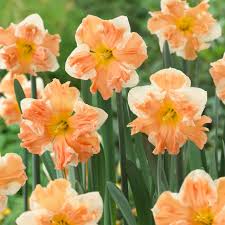 Rainbow Narcissus Flower Seeds – Shade Tolerant Heirloom NonGMO Seeds for Home Garden
 
 Sale