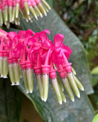 Cavendishia Grandifolia Flower seeds for Planting Bright Blooms Heirloom & GMO Free Seeds for Home Garden