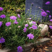 Pincushion Flower seeds for Planting Perfect for Borders Heirloom & GMO Free Seeds for Home Garden
