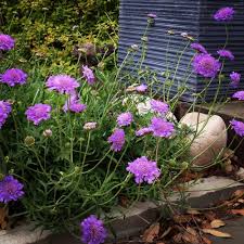 Pincushion Flower seeds for Planting Perfect for Borders Heirloom & GMO Free Seeds for Home Garden