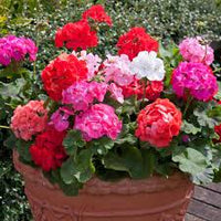 Red White Geraniums Flower seeds for Planting - Seasonal Bloomer, Heirloom & GMO Free Seeds for Home Garden