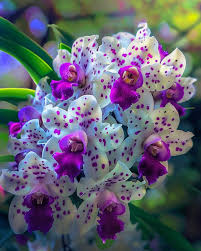 White Violet Cymbidium Flower Planting - Seeds for Thriving Blossoms in Your Garden