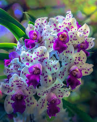 White Violet Cymbidium Flower Planting - Seeds for Thriving Blossoms in Your Garden