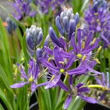 Blue Camas, Camassia Flower seeds for Planting - Shade Tolerant, Heirloom & GMO Free Seeds for Home Garden