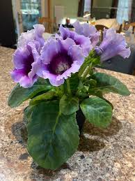 Pink Violet Brazilian Gloxinia Flower Seeds for Planting Drought Tolerant Heirloom & GMO Free Seeds for Home Garden
 
 Sale