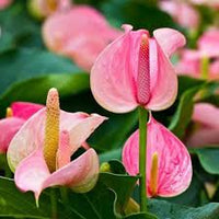 Pink & Green Anthurium Flower Seeds for Planting Fragrant Blossoms Heirloom & GMO Free Seeds for Home Garden
 
 Sale