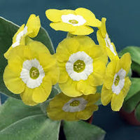 Yellow Primula Auricula Flower seeds for Planting - Pollinator Friendly, Heirloom & GMO Free Seeds for Home Garden
