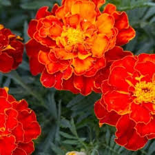 Patula Flower seeds for Planting Long Bloom Season Heirloom & GMO Free Seeds for Home Garden