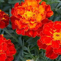 Patula Flower seeds for Planting Long Bloom Season Heirloom & GMO Free Seeds for Home Garden