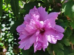 Sharon Flower seeds for Planting Wildflower Mix Heirloom & GMO Free Seeds for Home Garden