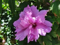 Sharon Flower seeds for Planting Wildflower Mix Heirloom & GMO Free Seeds for Home Garden