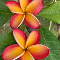 Rubra Flower seeds for Planting - Premium Quality, Heirloom & GMO Free Seeds for Home Garden