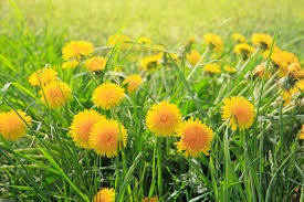 Yellow Dandelion Flower seeds for Planting - Perfect for Borders, Heirloom & GMO Free Seeds for Home Garden