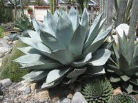 Agave Havardiana Succulent Flower seeds for Planting - Fragrant Blossoms, Heirloom & GMO Free Seeds for Home Garden