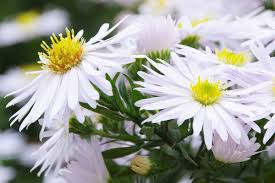 Aster Flower Flower seeds for Planting Vibrant Colors Heirloom & GMO Free Seeds for Home Garden
