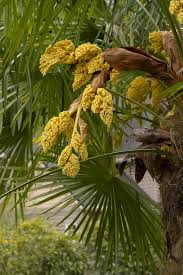 Heirloom Trachycarpus Flower seeds for Planting Seasonal Bloomer Heirloom & GMO Free Seeds for Home Garden