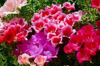 Godetia Clarkia amoena Farewell to Spring Seeds for Planting annual flower bed