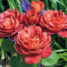 Chocolate Rose Flower Seeds for Planting Fragrant Blossoms Heirloom & GMO Free Seeds for Home Garden
 
 Sale