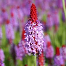 Red Purple Primula Vialii Flower seeds for Planting - Vibrant Colors, Heirloom & GMO Free Seeds for Home Garden