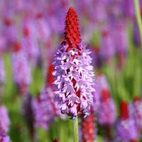 Red Purple Primula Vialii Flower seeds for Planting - Vibrant Colors, Heirloom & GMO Free Seeds for Home Garden