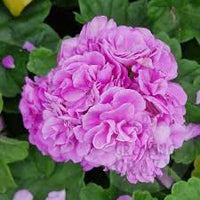 Purple Univalve Geranium Flower seeds for Planting Long Bloom Season Heirloom & GMO Free Seeds for Home Garden
