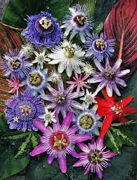Mixed Passion Flower Seeds for Planting Perfect for Borders Heirloom & GMO Free Seeds for Home Garden
 
 Sale