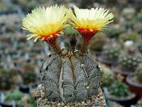 Astrophytum Flower seeds for Planting Cottage Garden Essential Heirloom & GMO Free Seeds for Home Garden