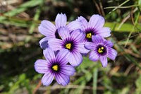 Sisyrinchium Bellum Flower seeds for Planting Shade Tolerant Heirloom & GMO Free Seeds for Home Garden
