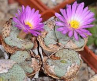 Green Conophytum Ernianum Flower Seeds | Unique Planting Seeds for Your Garden