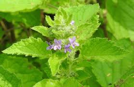 Hyptis Flower seeds for Planting - Sun Loving, Heirloom & GMO Free Seeds for Home Garden