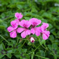 Violet Pink Geranium Flower Seeds for Planting Long Bloom Season Heirloom & GMO Free Seeds for Home Garden
 
 Sale